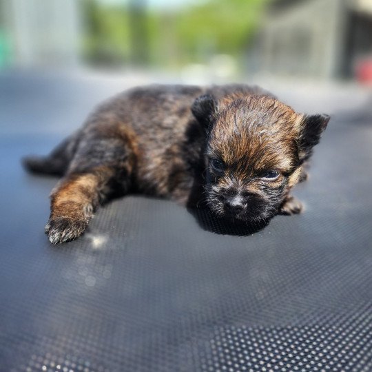 chiot Spitz allemand charbonne Élevage du Royaume des P'tits Loups  
