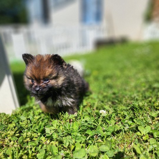 chiot Spitz allemand charbonne A Élevage du Royaume des P'tits Loups  