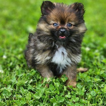 A Mâle Spitz allemand