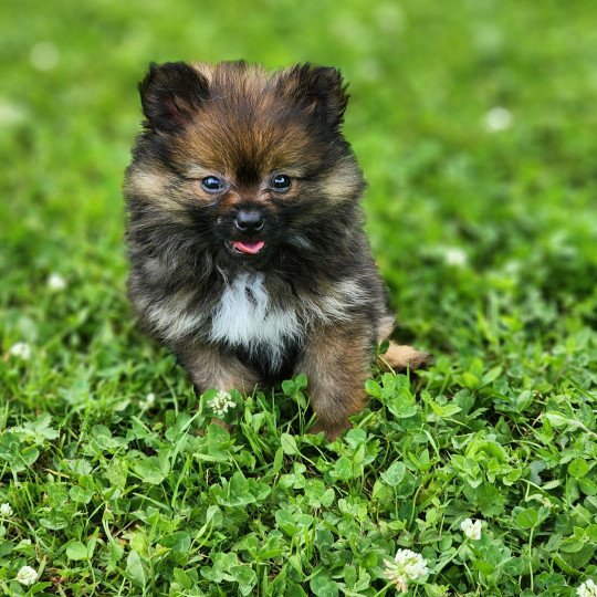 chiot Spitz allemand charbonne A Élevage du Royaume des P'tits Loups  