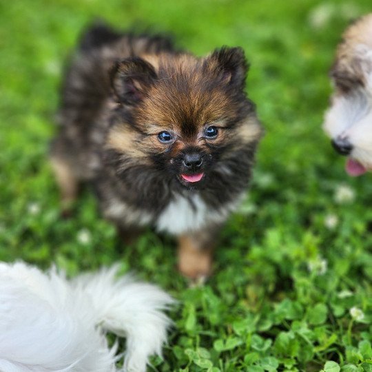 chiot Spitz allemand charbonne A Élevage du Royaume des P'tits Loups  