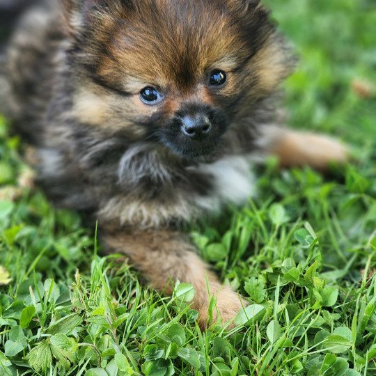 chiot Spitz allemand charbonne A Élevage du Royaume des P'tits Loups  