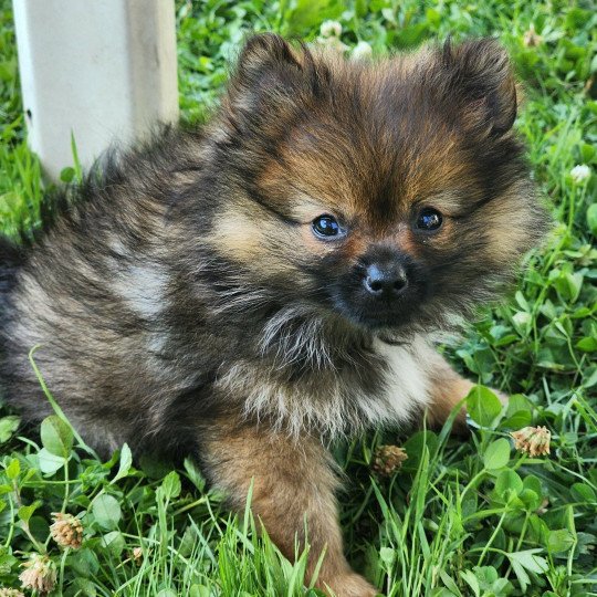 chiot Spitz allemand charbonne A Élevage du Royaume des P'tits Loups  