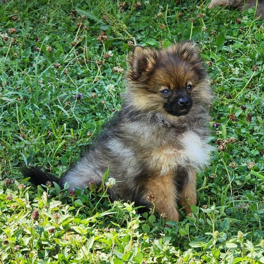 chiot Spitz allemand charbonne A Élevage du Royaume des P'tits Loups  
