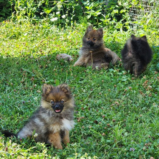 chiot Spitz allemand charbonne A Élevage du Royaume des P'tits Loups  