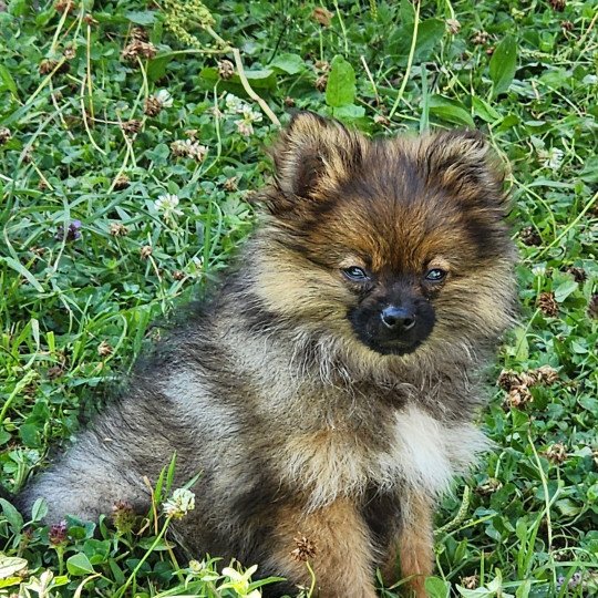 chiot Spitz allemand charbonne A Élevage du Royaume des P'tits Loups  