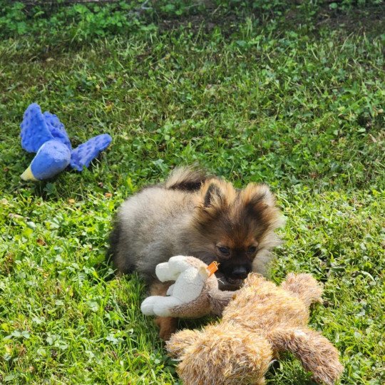 chiot Spitz allemand charbonne A Élevage du Royaume des P'tits Loups  