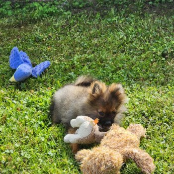 A Mâle Spitz allemand