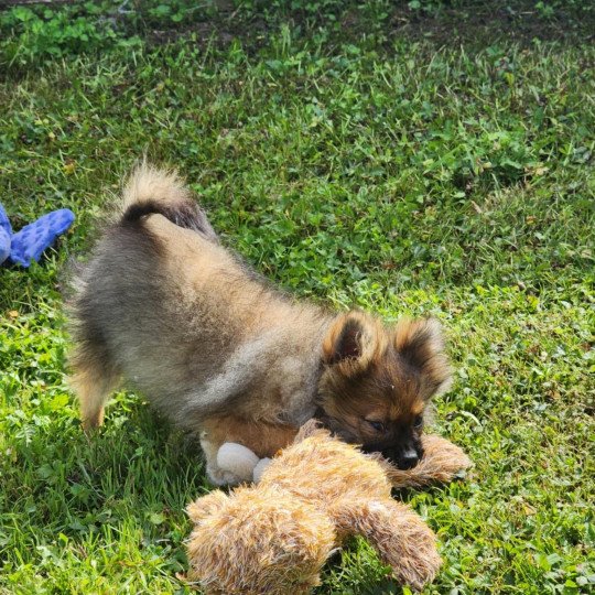 chiot Spitz allemand charbonne A Élevage du Royaume des P'tits Loups  