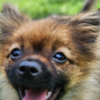 A Mâle Spitz allemand