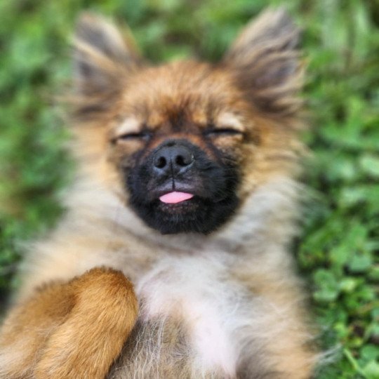 chiot Spitz allemand charbonne A Élevage du Royaume des P'tits Loups  