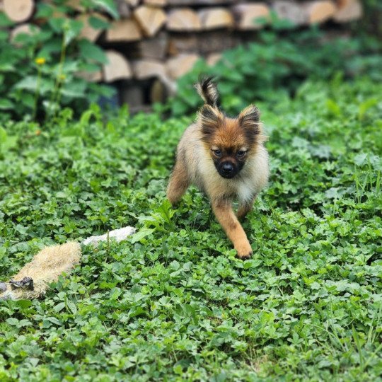 chiot Spitz allemand charbonne A Élevage du Royaume des P'tits Loups  