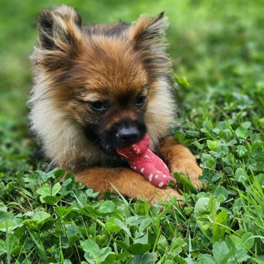chiot Spitz allemand charbonne A Élevage du Royaume des P'tits Loups  