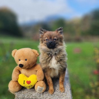 A Mâle Spitz allemand