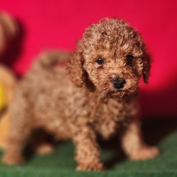 1er chiot (Portée Voice Ancoride ❤ Vick 2025) - Mâle fauve rouge Mâle Caniche