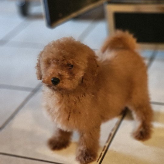 chiot Caniche fauve rouge Athos Élevage du Royaume des P'tits Loups  