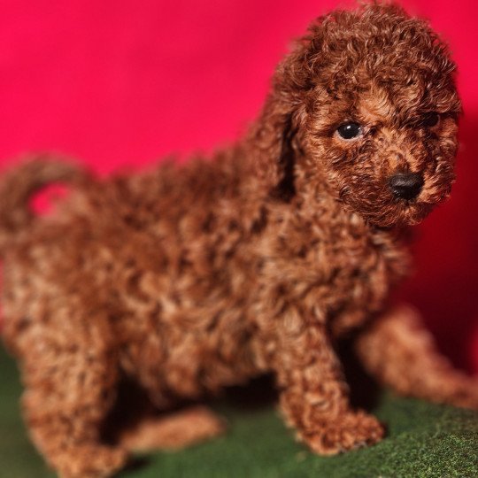 2e chiot (Portée Voice Ancoride ❤ Vick 2025) - Mâle fauve rouge Mâle Caniche