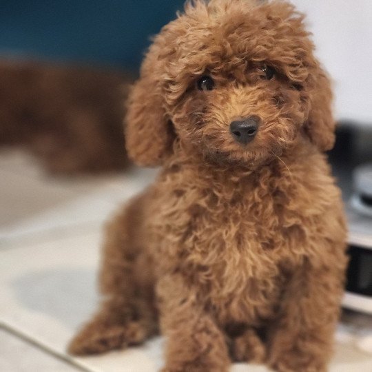 chiot Caniche fauve rouge Appy Élevage du Royaume des P'tits Loups  