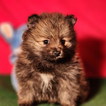 1er chiot (Portée Tarka (ancoride) ❤ Tootsy (ancoride)) - Mâle  Mâle Spitz allemand