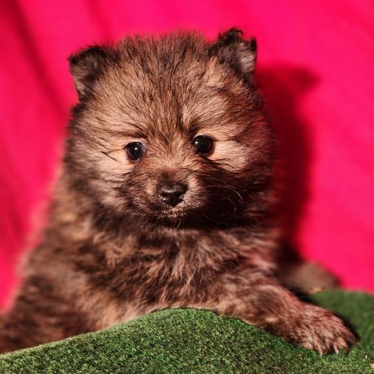 chiot Spitz allemand Élevage du Royaume des P'tits Loups  