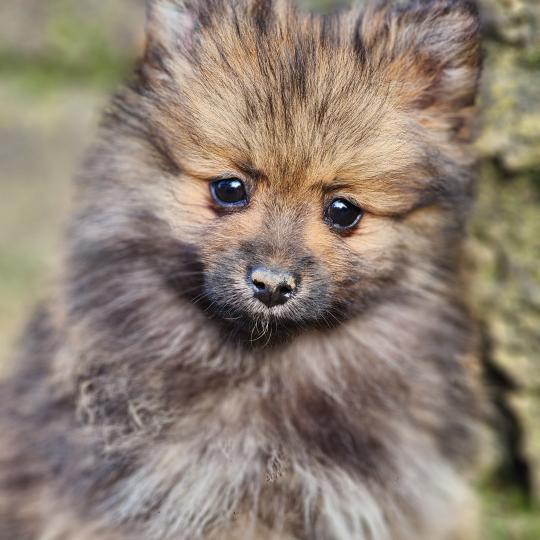 chiot Spitz allemand A Élevage du Royaume des P'tits Loups  
