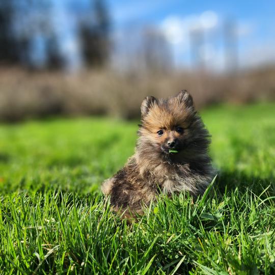 chiot Spitz allemand A Élevage du Royaume des P'tits Loups  