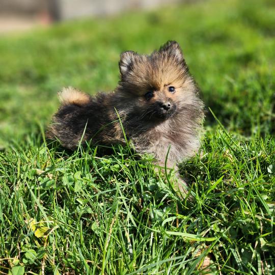 chiot Spitz allemand A Élevage du Royaume des P'tits Loups  