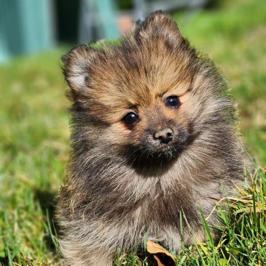chiot Spitz allemand A Élevage du Royaume des P'tits Loups  