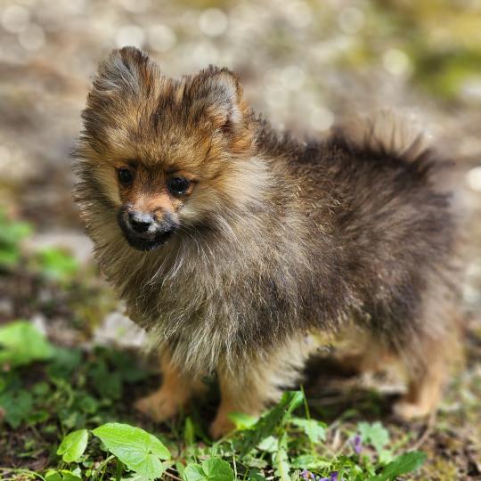 chiot Spitz allemand A Élevage du Royaume des P'tits Loups  