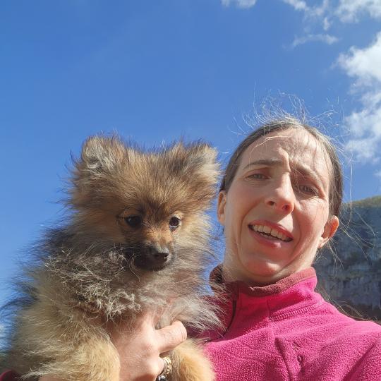 chiot Spitz allemand A Élevage du Royaume des P'tits Loups  