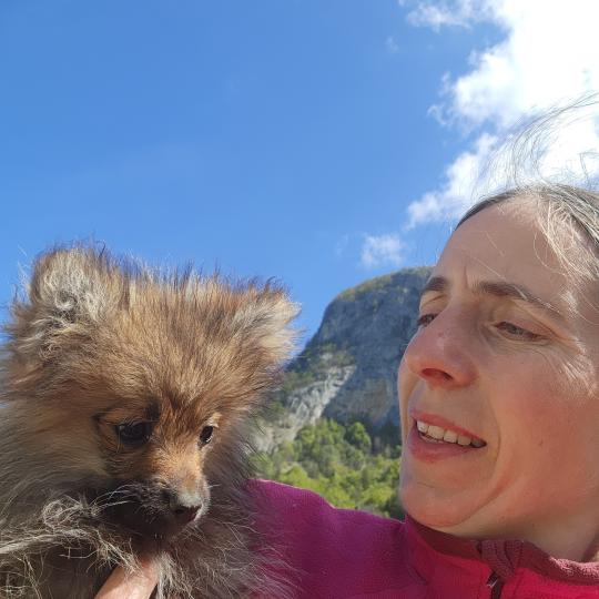 chiot Spitz allemand A Élevage du Royaume des P'tits Loups  