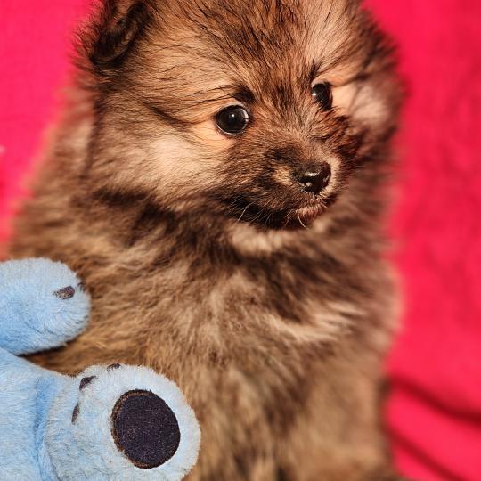 chiot Spitz allemand Élevage du Royaume des P'tits Loups  