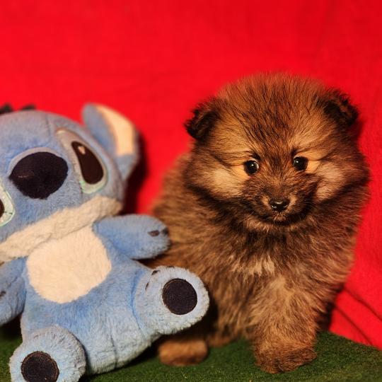 chiot Spitz allemand Élevage du Royaume des P'tits Loups  