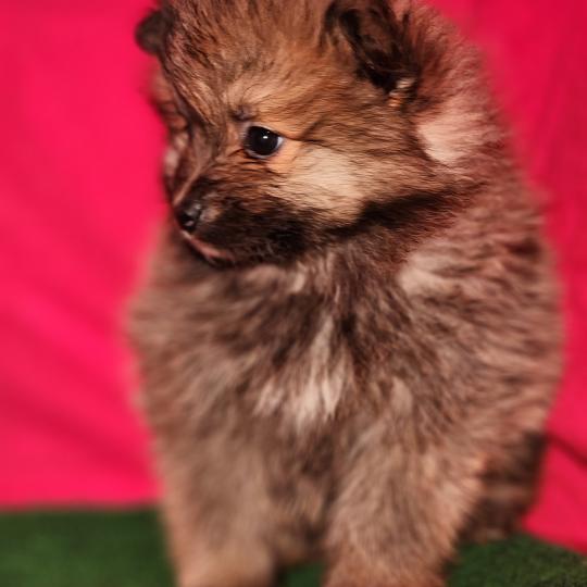 chiot Spitz allemand Élevage du Royaume des P'tits Loups  