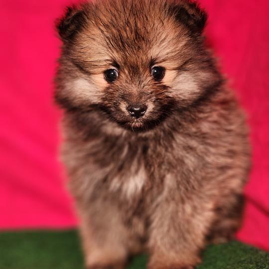 chiot Spitz allemand Élevage du Royaume des P'tits Loups  