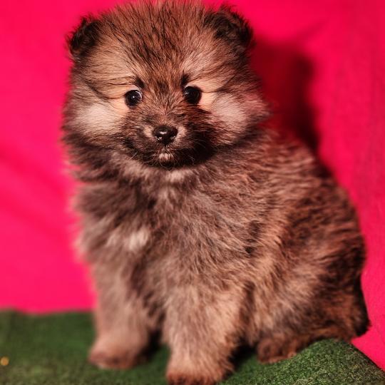 chiot Spitz allemand Élevage du Royaume des P'tits Loups  