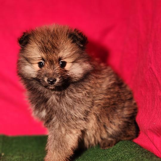 chiot Spitz allemand Élevage du Royaume des P'tits Loups  