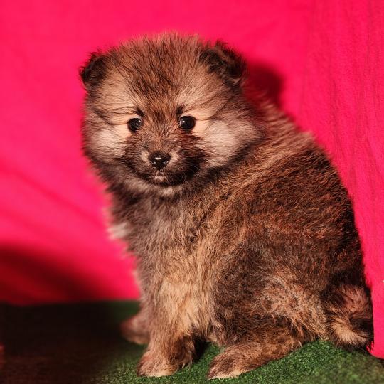 chiot Spitz allemand Élevage du Royaume des P'tits Loups  