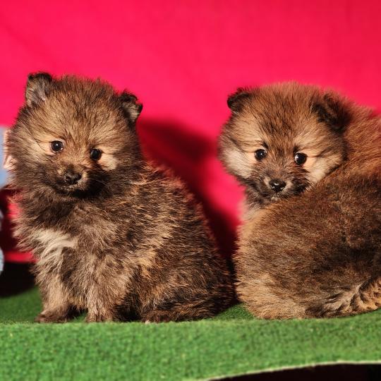 chiot Spitz allemand Élevage du Royaume des P'tits Loups  