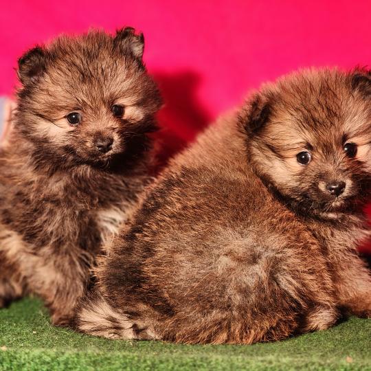 chiot Spitz allemand Élevage du Royaume des P'tits Loups  