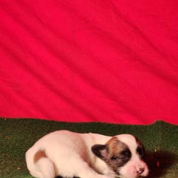 B Mâle Coton de tulear