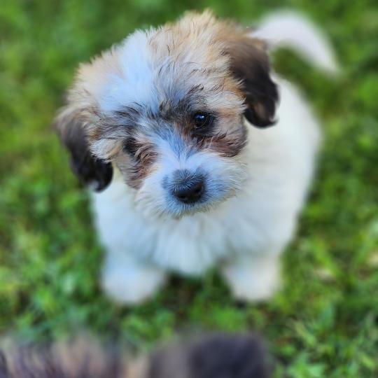 chiot Coton de tulear B Élevage du Royaume des P'tits Loups  