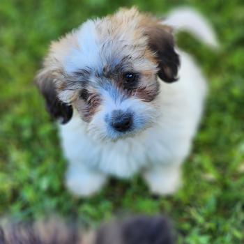 B Mâle Coton de tulear