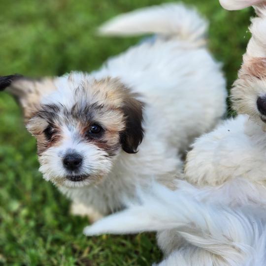 chiot Coton de tulear B Élevage du Royaume des P'tits Loups  