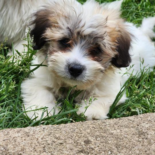 chiot Coton de tulear B Élevage du Royaume des P'tits Loups  