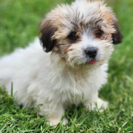chiot Coton de tulear B Élevage du Royaume des P'tits Loups  
