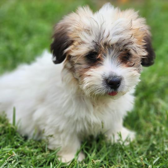 chiot Coton de tulear B Élevage du Royaume des P'tits Loups  