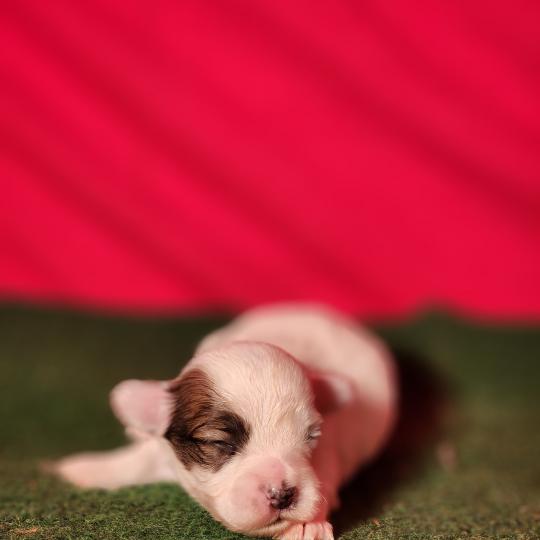 B Mâle Coton de tulear