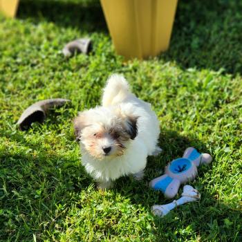B ( réserver pour Mr Stéfano) Mâle Coton de tulear
