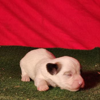 B Mâle Coton de tulear